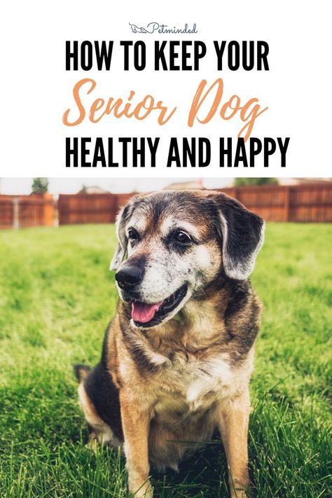 Senior Dogs Care, Elderly Dogs, Animal Behaviorist, Dog Weight, Senior Dogs, Dog Training Advice, Dog Care Tips, Older Dogs, Dog Parents