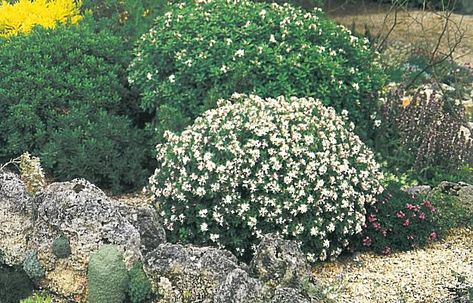 Daphnes aren't fickle, just misunderstood Daphne Eternal Fragrance, Backyard Seating, Planting Plan, Growing Flowers, Luxury Beauty, Walkway, Driveway, Secret Garden, Planting