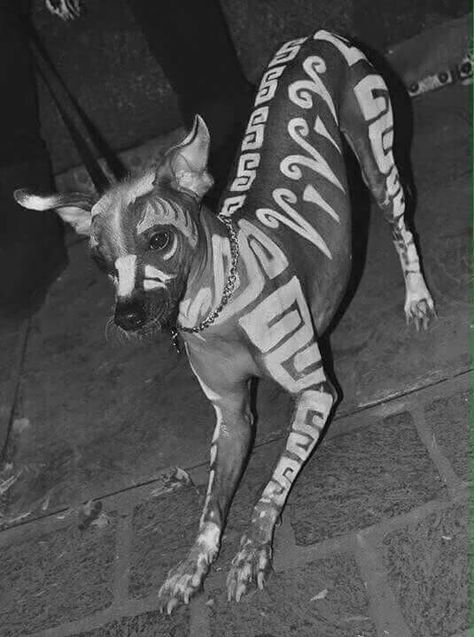 Xolo Dog, Mexican Hairless Dog, Hairless Dog, Aztec Art, Pretty Animals, Dog Tattoo, Mexican Culture, Dog Tattoos, Mexican Art