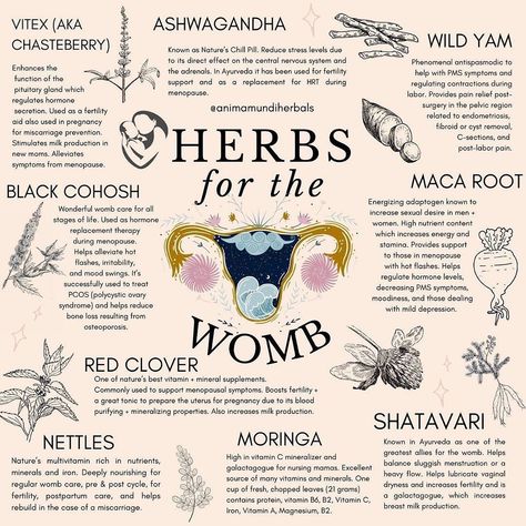 Honeydew Holistics on Instagram: “✨Healing Herbs for the Womb✨ Many, many others not mentioned that are beneficial for different parts of the cycle for womb health. Whats…” Fertility Help, دورة شهرية, Womb Healing, Medical Herbs, Magia Das Ervas, Magic Herbs, Menstrual Health, Feminine Health, Herbal Apothecary