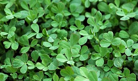 Fenugreek Farming | Fenugreek General Information Irrigation Methods, Farm Pictures, Crop Rotation, Plant Protection, Leafy Vegetables, Powdery Mildew, Garden Pictures, Growing Vegetables, Live Plants