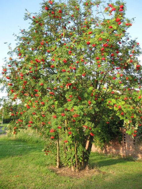 Rowan (Sorbus aucuparia). The rowan is a graceful narrow tree, that grows up to 15m tall. In the past, superstitious residents planted rowan trees outside houses and in churchyards to ward off witches. Sorbus Aucuparia, Rowan Tree, Herbaceous Border, Food Forest, Wild Plants, Nature Tree, Back Garden, Rare Plants, Trees And Shrubs