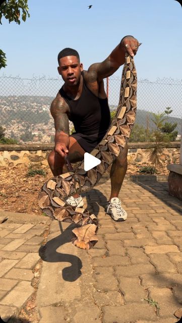 Gaboon Viper Snakes, Snake Pictures, Gaboon Viper, Poisonous Spiders, Spider Pictures, Scary Snakes, Viper Snake, Gold Video, Stone Archway