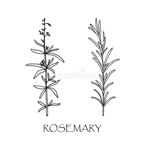 Rosemary Plant Drawing, Herb Drawings Simple, Rosemary Doodle, Rosemary Sketch, Hobbit Lifestyle, Rosemary Illustration, Herb Drawings, Leaves Doodle, Rosemary Plant