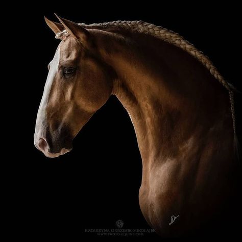 Kathiyawadi Horse, Hyperrealism Paintings, Lusitano Horse, Horse Anatomy, Horse Inspiration, Horse Videos, Horse Portrait, Dressage Horses, All The Pretty Horses