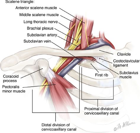 Spinal Anatomy, Shoulder Range Of Motion, Thoracic Outlet, Shoulder Anatomy, Subclavian Artery, Np School, Remedial Massage, First Rib, Dry Needling