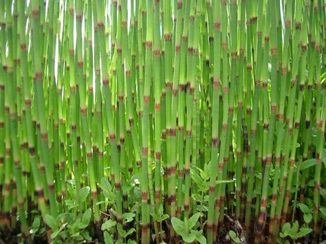 Snake Grass, Island Gyal, Snake In The Grass, Floral Design Classes, Flower Identification, Grass Flower, Line Flower, Water Features In The Garden, Plant Identification