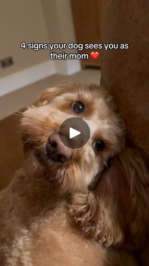 3.2M views · 526K reactions | We truly don’t deserve dogs 🥺🥺🥺

#cockapoo #cockapoos #cockapoopuppy #cockapoolove #cockapoolife #cockapooclub #cockapoocrazy #cockapoodaily #cockapoolovers #cockapoouk #cockapoopup #cockapooofinstagram #cockapoosofinstagram #cockapoolovely #cockapoocorner #cockerpoo #cockerpoosofinstagram | Treacle 🧸💕 Cockapoo Haircut, Cockapoo Dog, Cockapoo Puppies, Dog Muzzle, Me And My Dog, Snoopy Pictures, Mini Goldendoodle, Goldendoodle Puppy, Dog Info