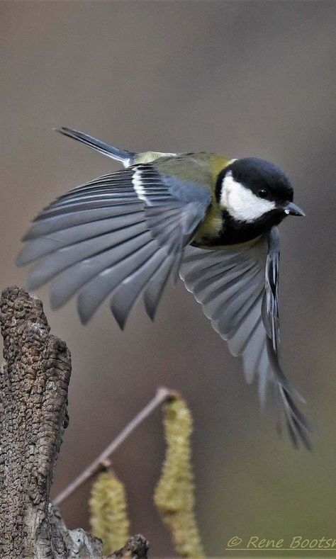 Chickadee Flying, Birds Reference, Green Parrot Bird, Sculpture Art Projects, Flying Bird Tattoo, Chickadee Bird, Bird Carving, Flying Birds, Painting Subjects