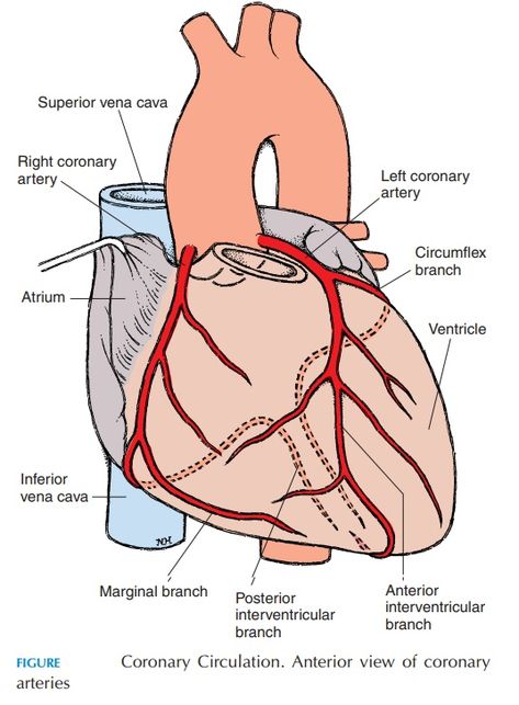 Blood Supply Of Heart, Coronary Circulation, Heart Pump, Coronary Arteries, Lectures Notes, Bullet Journal Lettering Ideas, Cardiovascular System, Anatomy And Physiology, Study Materials