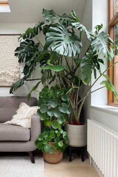 Plants Near Window, Radiator Under Window, Indoor Plants Styling Living Rooms, Living Room Indoor Plants, Radiator Plant, Indoor Plants Styling, Hanging Plant Wall, Living Room Plants, Plant Decor Indoor