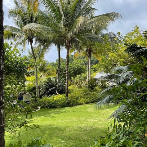 Craig Reynolds (@craigreynolds.design) • Instagram photos and videos Coastal Backyard, Hawaii Landscape, Tropical Landscape Design, Caribbean Homes, Tropical Backyard, Landscaping Inspiration, Container Gardening Flowers, Tropical Resort, Coastal Gardens