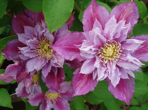 Clematis Piilu Clematis Piilu, Clematis Care, Clematis Plants, Single Flowers, Rose Bar, Clematis Vine, Spring Wedding Guest, Plant Seedlings, Light Pink Flowers