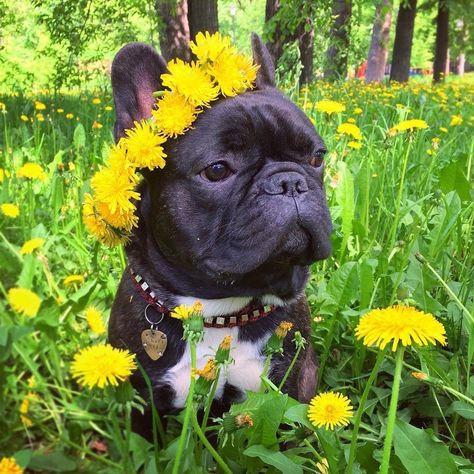 Felt cute, might roll in some poop later @nordbossrockdog . . . . #frenchie #frenchieoftheday #französischebulldogge #franskbulldog… French Bulldog Aesthetic, Bulldog Aesthetic, Frenchie Shirt, Frenchie Puppies, Gifts Amazon, Bulldog French, Bulldog Pics, French Dogs, French Bulldog Gifts