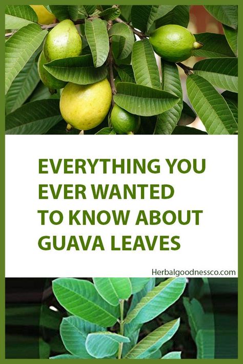 Guava Leaves For Hair, Benefits Of Guava, Guava Leaf Tea, Guava Plant, Herbal Benefits, Guava Benefits, Leaf Health, African Herbs, Guava Tree