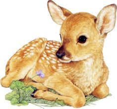 Fawn Illustration, Cartoon Chihuahua, Deer Watercolor, Deer Drawing, Deer Fawn, Deer Painting, Art Mignon, Deer Art, Vintage Deer