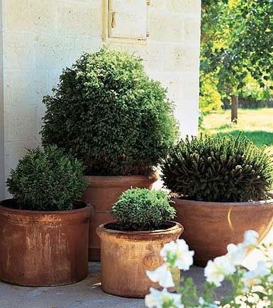 Shrubs That Grow Well in Containers (use troughs on the beds beside the front steps) Evergreen Container, Garden Improvement, Container Garden Design, Foundation Planting, Garden Shrubs, Garden Containers, Topiaries, Container Gardens, Container Garden