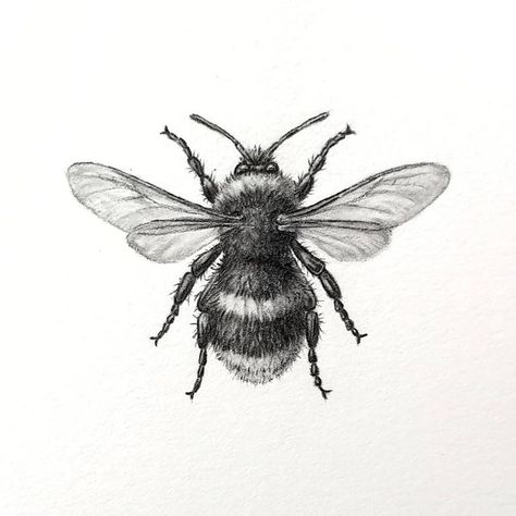 Bee Pencil Drawing, Insect Pencil Drawing, Bumble Bee Drawing, Bee Sketch, Entomology Art, Bee Drawing, August 26, Sketch Ideas, Print Ideas