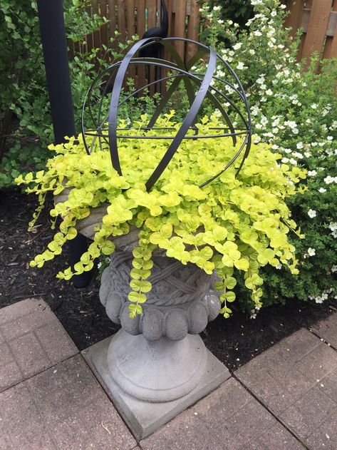 Urn Planters Ideas, Landscaping With Potted Plants, Plants For Shaded Areas, Fall Container Gardens, Container Planting, Container Garden Design, Creeping Jenny, Potted Plants Outdoor, Garden Urns