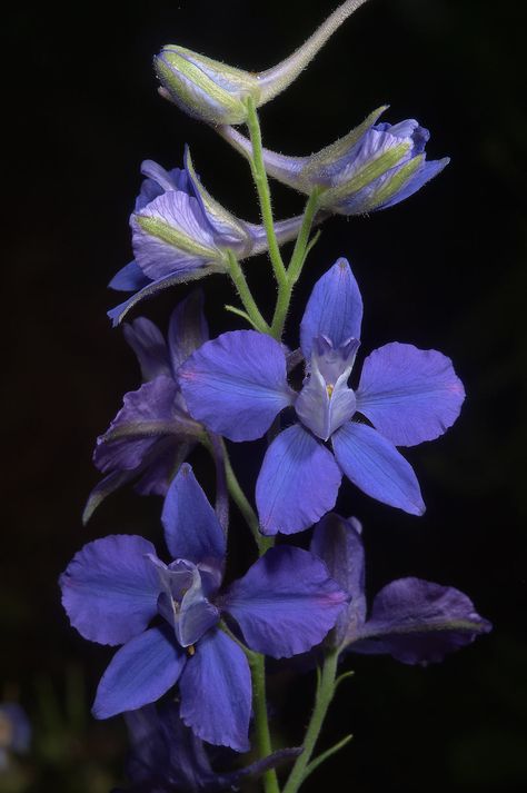 Larkspur (Delphinium) Larkspur Flower Aesthetic, Delphinium Flower Aesthetic, Nicole Mcdonald, Flower Delphinium, Larkspur Plant, Larkspur Delphinium, Larkspur Flowers, Delphinium Flower, Larkspur Flower