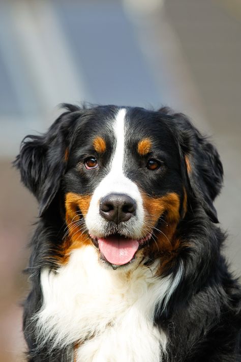 Le Bouvier bernois est un chien robuste qui a une bonne santé. Toutefois, comme la plupart des chiens de grande taille, il est à risque de développer une dysplasie de la hanche et du coude. Il est important de sélectionne un chiot provenant d’un élevage où les reproducteurs sont soigneusement sélectionnés et qui effectue des tests génétiques. #bouvierbernois Bernese Mountain, Bernese Mountain Dog, Mountain Dogs, Animals Beautiful, Puppies, Drawings, Dogs, Animals