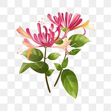 watercolor,flowers,honeysuckle,plant,traditional chinese medicine,herbaceous,leaf Watercolor Honeysuckle, Honeysuckle Illustration, Honeysuckle Drawing, Pink Honeysuckle, Honeysuckle Tattoo, Watercolor Flowers Png, Honeysuckle Plant, Diy Watercolor Cards, Flower Reference