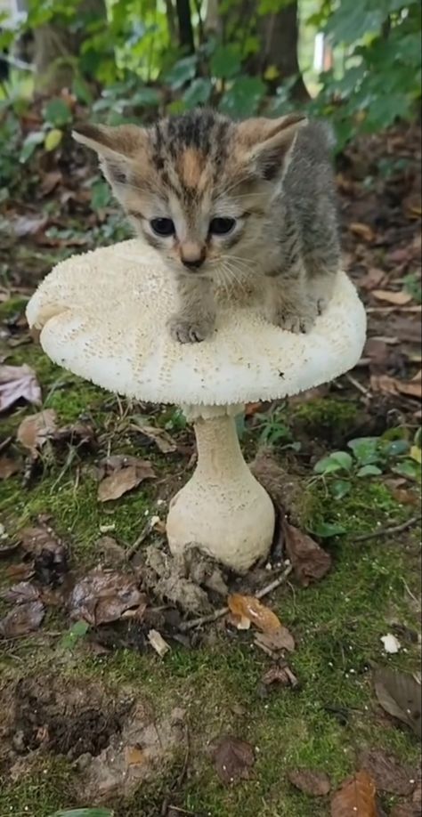 cat kitty mushroom green aesthetic cute core cottage core kitten Weird Nature, Raining Cats And Dogs, Your Crazy, Best Pics, Cat Makeup, Silly Animals, Cheer You Up, Cute Cats And Kittens, Cute Animal Videos