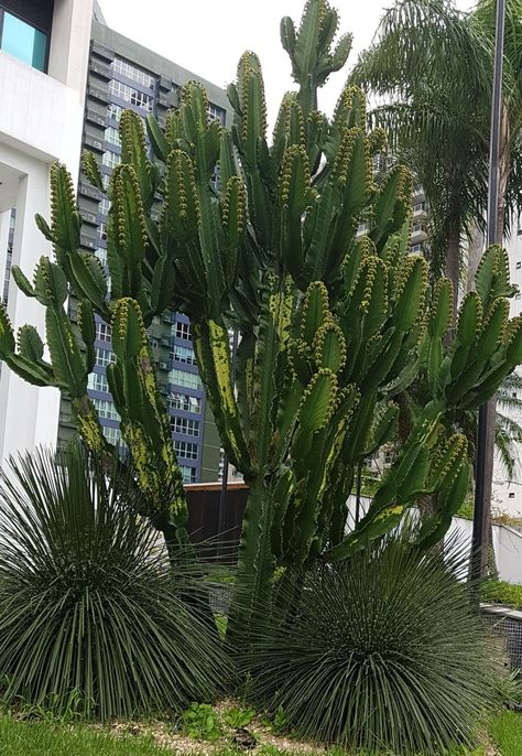 Euphorbia ingens + Agave geminiflora.                                               Foto ____ Iara Rocha Agave Geminiflora, Euphorbia Ingens, Plant Inspiration, Central Courtyard, Minimalist Landscape, Pool, Plants