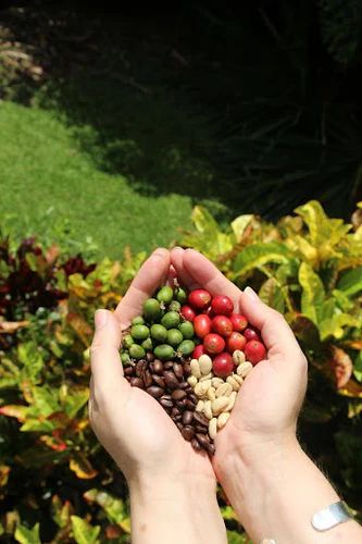 Learn how Wings of the Morning Kona Coffee goes from farm to cup. Discover our careful process that blends traditional methods with sustainability to bring you the finest gourmet Kona coffee. Visit our online store to experience the difference today! Coffee Process, Kona Coffee, I Cup, The Morning, Sustainability, Online Store, Coffee