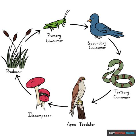 Drawing Of Food, Food Chain Diagram, Simple Food Chain, Science Food Chains, Back To School Art, Easy Hairstyles For School, Horse Dressage, Food Web, Drawing Tutorial Easy