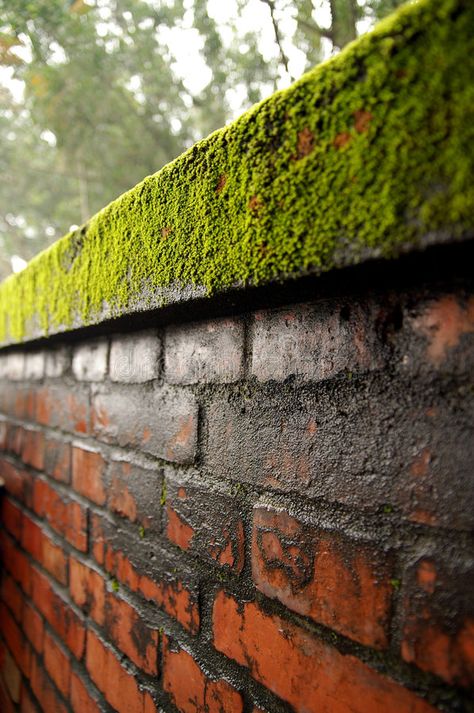 Moss Grass, Red Brick Wall, Side Yard Landscaping, Bokeh Photography, Dinosaur Illustration, Brick Texture, Rock Wall, Moss Wall, Scenic Art