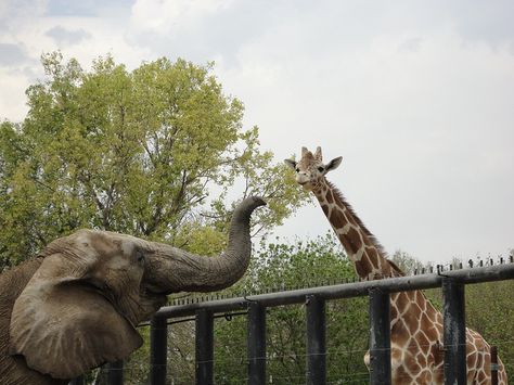 Two Animals, Giraffe Photos, Macro Photographers, Giraffe Head, Pink Giraffe, Wild Kingdom, Elephant Lover, The Fence, Gentle Giant