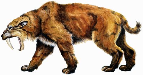 Ice Age Animals | Ice Age Animals Saber Tooth Tiger, Sabertooth Tiger, Ancient Animals, Extinct Animals, Prehistoric Creatures, Prehistoric Animals, Ice Age, Stone Age, Beautiful Cat