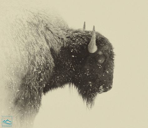 Buffalo Photography, Old West Decor, Buffalo Wall Art, American Buffalo, Buffalo Print, Wall Art Photo, Sepia Photography, Ocean Print, Stunning Photography