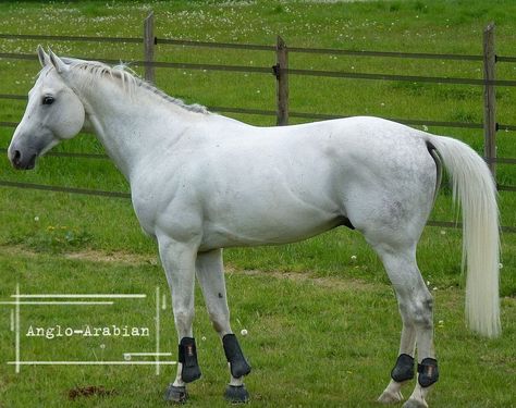 Anglo-Arabian Anglo Arabian Horse, Arabian Thoroughbred, Thoroughbred Stallion, Horse Ideas, Dream Horse, All About, Arabian Horse, Horse Breeds, Thoroughbred