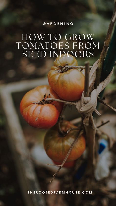 If you want to learn the best way to start your own seeds indoors, in this post I will go over our indoor seed starting setup and a complete guide on how you can start seeds indoors to save money growing your own food. Start Tomato Seeds Indoors, How To Grow Tomatoes, Determinate Tomatoes, Types Of Tomatoes, Varieties Of Tomatoes, Tomato Seedlings, Grow Tomatoes, Urban Homesteading, Seed Germination