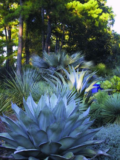 Dry Gardens, Tall Cactus, Succulent Garden Design, Mediterranean Landscaping, Dry Garden, Agave Plant, Home Vegetable Garden, Agaves, Pergola Shade