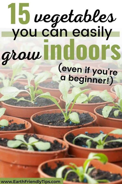 Best Vegetables to Grow Indoors - Earth Friendly Tips Vegetables To Grow Indoors, Best Vegetables To Grow, Growing Vegetables Indoors, Growing Food Indoors, Growing Vegetables In Pots, Best Vegetables, Indoor Vegetables, Vegetables To Grow, Eating Fresh