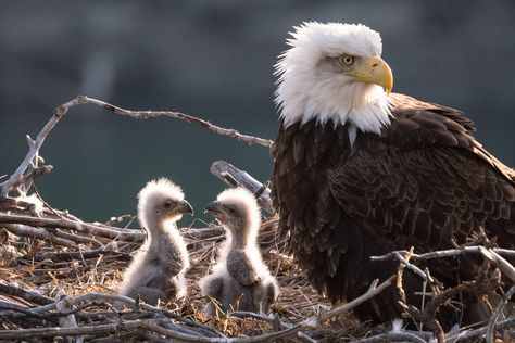 Here, Peter Mather shares the story behind this long-sought image of a Bald Eagle and two eaglets. Baby Bald Eagle, Yukon River, Eagle Images, Eagle Nest, Eagle Pictures, Thanks Mom, Pretty Birds, Bird Photo, Alam Yang Indah