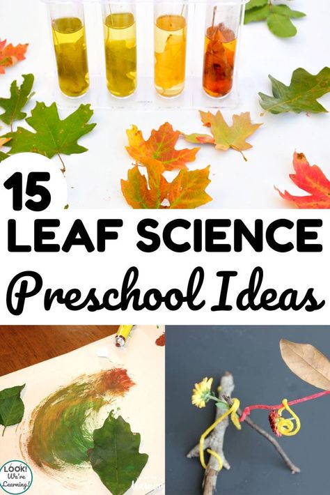 These simple leaf science activities for preschoolers are perfect for a fall science unit! Four Seasons Activity For Preschoolers, Leaf Experiments For Preschool, Autumn For Preschoolers, Leaf Stem Activities, Fall Science Activities Preschool, Seasons Activities For Preschoolers, Preschool Leaves Activities, Fall Leaves Preschool, Leaf Lesson Plans