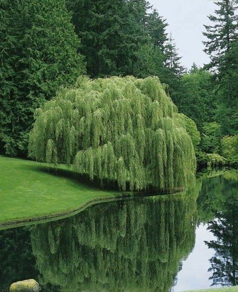 Weeping Willow Tree, Farm Lifestyle, Nature Spirits, Weeping Willow, Pretty Landscapes, April 29, Willow Tree, Nature Aesthetic, Pretty Places