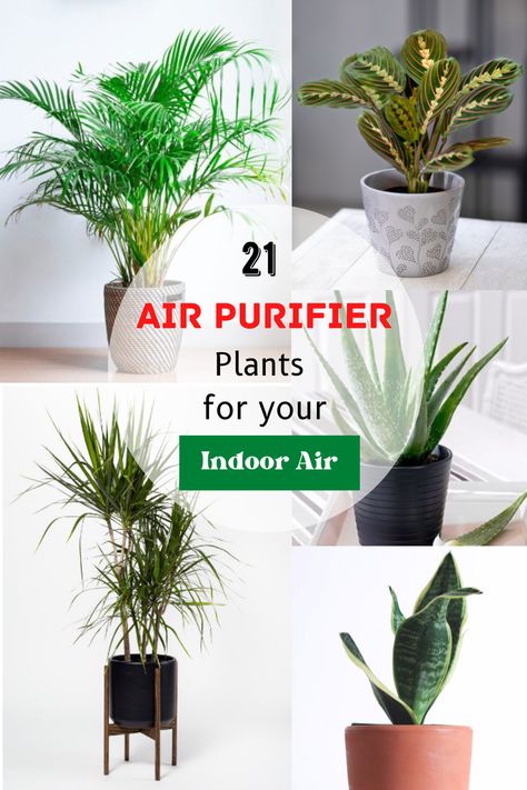 Plants add beauty and color to your indoor space. But do you know they also provide various health benefits by purifying the air from toxins? Here are the few air-purifier plants that you can buy for your living rooms Clean Air Plants Houseplant, Plants That Purify Indoor Air, Best Indoor Plants Air Purifier, Plants For Clean Air, Air Purifier Benefits, Plant Aloe Vera, Indoor Plants Clean Air, Plants Guide, Water Plants Indoor