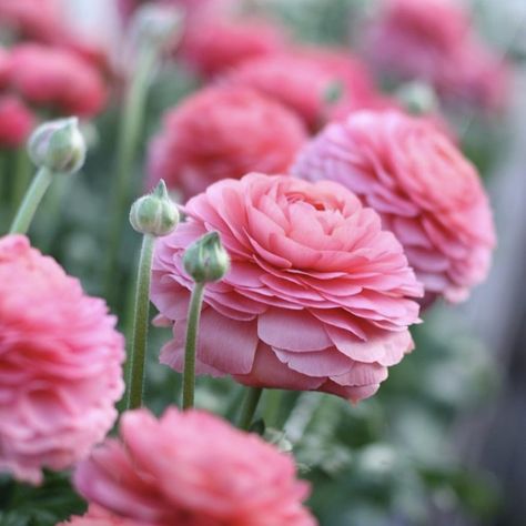 Italian Ranunculus Success Fragolino Ranunculus Asiaticus, Plant Bulbs, Planting Tips, Ranunculus Flowers, Flower Gardening, Cut Flower Garden, Pretty Plants, Milwaukee Wi, Planting Bulbs