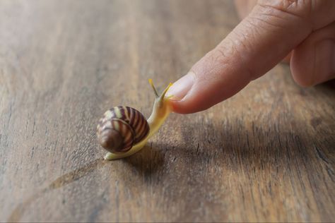 Pet Snail Terrarium, Snail Facts, Giant African Land Snails, Hamsters As Pets, Pet Snails, Low Maintenance Pets, Pond Snails, Snails In Garden, Easy Pets