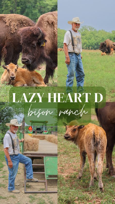 Step out of the ordinary and into the extraordinary at Lazy Heart D Bison Ranch in Kansas! Unearth the authentic charm of ranch life, observe majestic bison in their natural habitat, and find your adventure under vast, open skies. Experience the heart of America in its purest form. #AuthenticRanchLife #BisonRanchKansas #TravelKansas Raising Bison, Bison Ranch, Homestead Livestock, Raising Cattle, State Of Kansas, Kansas State University, Home On The Range, Ranch Life, Living Magazine