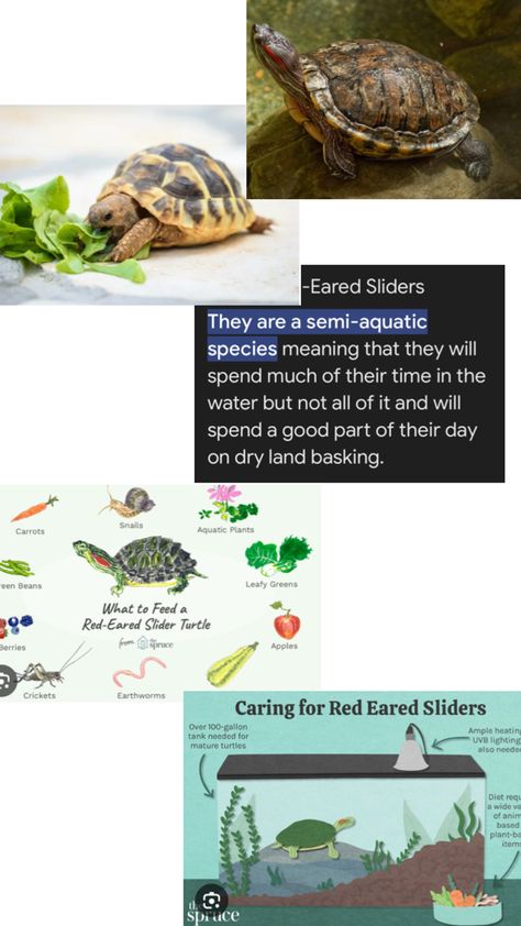 My dream pet really cute Red Eared Slider Turtle, Slider Turtle, Red Eared Slider, Dream Pet, Earthworms, Aquatic Plants, Sliders, Pet, Red