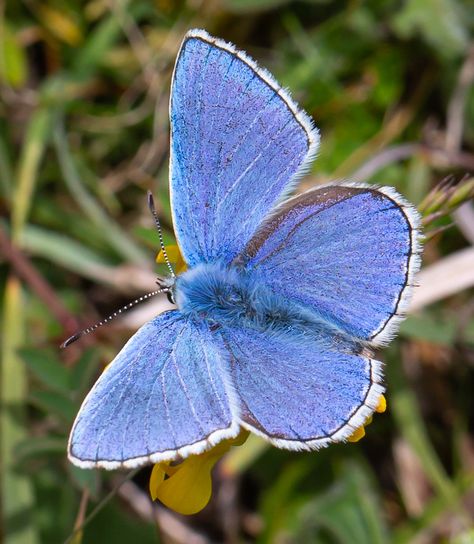 Pollinators Poster, Adonis Blue Butterfly, Blue Holly, Tattoos With Kids Names, Kids Names, Butterfly Garden, Blue Butterfly, Beautiful Tattoos, Beautiful Butterflies