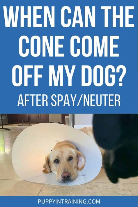 How Long Before I Can Take The Cone Off After Neutering My Dog? - Puppy In Training After Neuter Care Dogs, Dog Neuter Recovery Shirt Diy, Neutered Dog Recovery Tips, Homemade Dog Cone, Dog Cone Alternative, Dog Whining, Dog Skin Allergies, New Puppy Checklist, Dog Cone