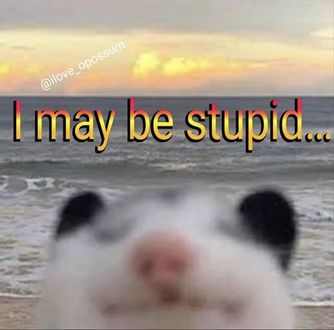 Possum Profile Picture, Possum Funny, I Am Not A Possum, Opossum Meme Funny, Possum Memes Funny, Possum Memes, Awesome Possum, Self Deprecating Humor, Possum Memes Hilarious