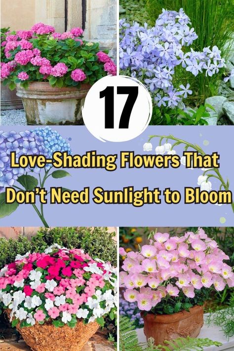 17 Love-Shading Flowers That Don’t Need Sunlight To Bloom Annual Flowers For Shade, Annual Flower Beds, Flowering Shade Plants, Partial Shade Flowers, Shade Loving Flowers, Shade Annuals, Growing Lilies, Shade Loving Perennials, Porch Plants